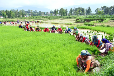 धानको बीउ काढ्दै